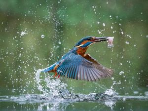 Supporting image for story: Gone fishing - Photographer Jon's incredible catch