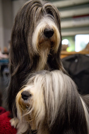 Bearded Collie dogs at the Birmingham National Exhibition Centre (NEC) for the third day of the Crufts Dog Show. PA Photo. Issue date: Saturday March 7, 2020. See PA story ANIMALS Crufts. Photo credit should read: Jacob King/PA Wire.
