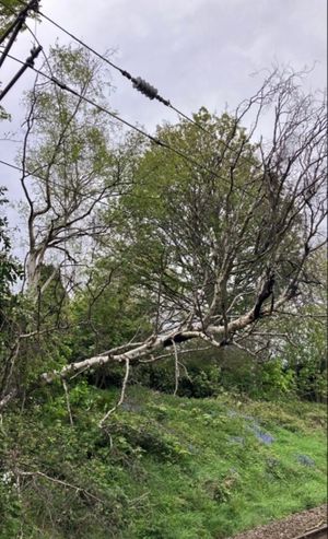 The tree which has caused disruption  to trains between Birmingham and Lichfield