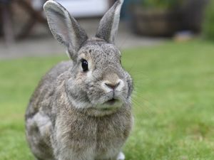 Supporting image for story: Animal charity's warning after rise in 'starter pets' needing rescuing in Staffordshire and West Midlands