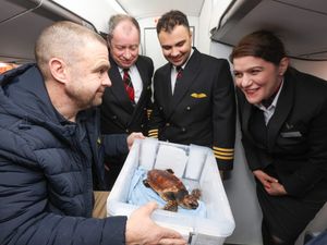 Supporting image for story: Rescued turtle swept away by storm given VIP treatment on flight
