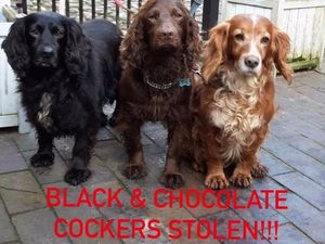 Supporting image for story: Appeal after Cocker Spaniels stolen  