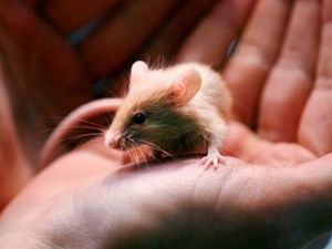 Supporting image for story: Multiplying mice give animal shelter a great big headache