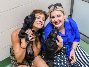 Supporting image for story: Jodie Prenger takes break from Annie role to visit Birmingham Dog's Home - with pictures
