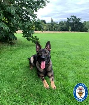 PD Maggie's 'super nose' helped her to track down a suspected burglar 