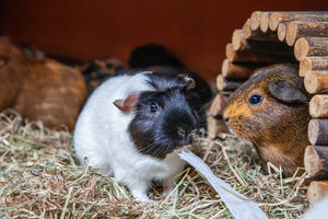 Guinea Pig Awareness Week aims to educate public about the pets’ needs.