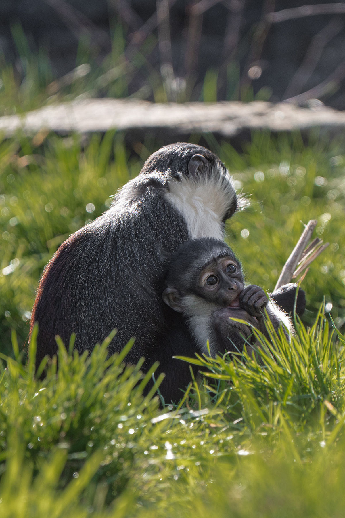 Endangered monkey gives birth at Chester Zoo after pioneering operation to save foot | Express & Star