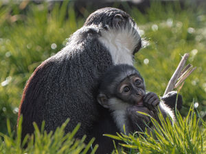 Supporting image for story: Endangered monkey gives birth at Chester Zoo after pioneering operation to save foot
