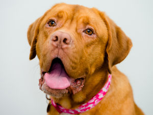 Supporting image for story: It’s a happy ending for online sensation Elsa the dog left abandoned - PICTURES and VIDEO