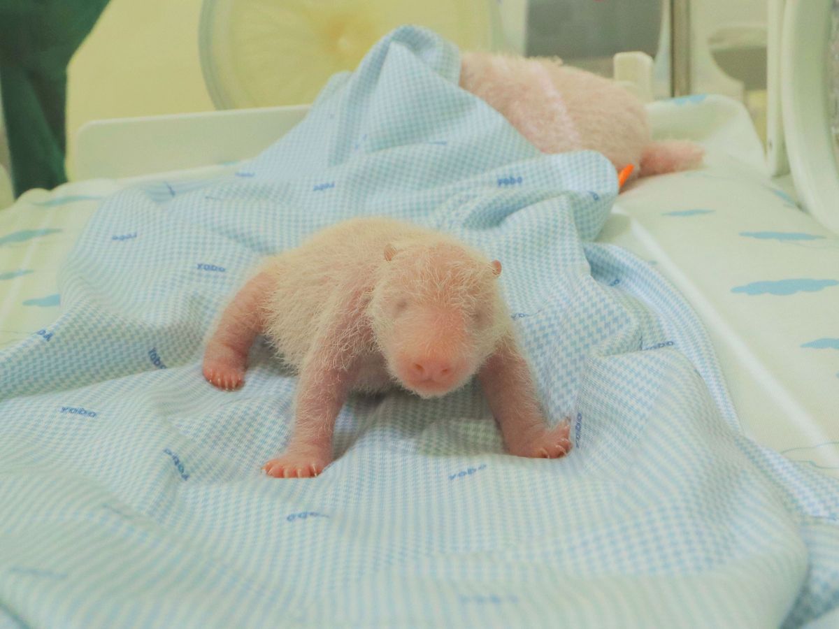 Photos of first panda cub born in Indonesia released