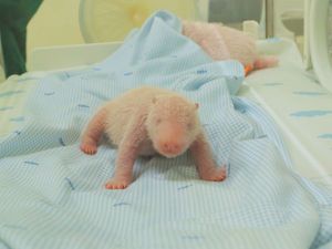 Supporting image for story: Photos of first panda cub born in Indonesia released