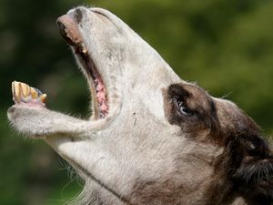 Supporting image for story: GALLERY: Organisers hail success as 14,000 visit Newport Show