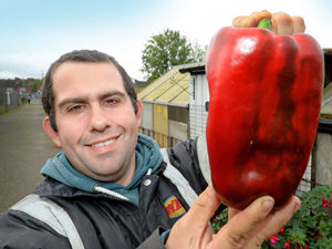 Supporting image for story: Wednesbury man hoping to break world record with veg