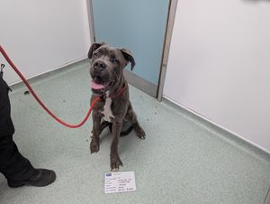 Both Buster and Bella were found to be underweight