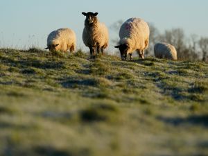 Four sheep on the horizon of a field on a frosty morning