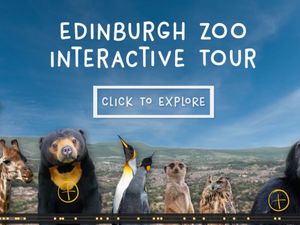 Supporting image for story: Video agency launches virtual experience with zoo and Vimeo collaboration