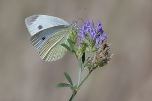 Large White by Norman O'Neill