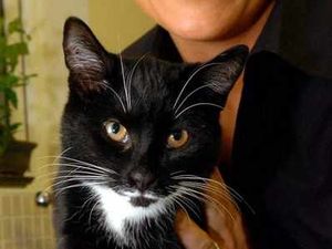 Supporting image for story: Kitten now back home after visit to the Star
