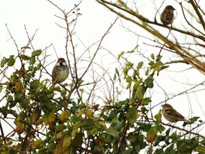 Supporting image for story: Late-nesting birds and bumblebees are 'suffering more from habitat destruction'