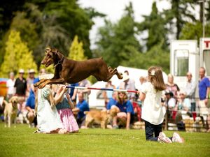 Supporting image for story: Chance for your pooch to be crowned fastest sausage eater at Ludlow Dog Day