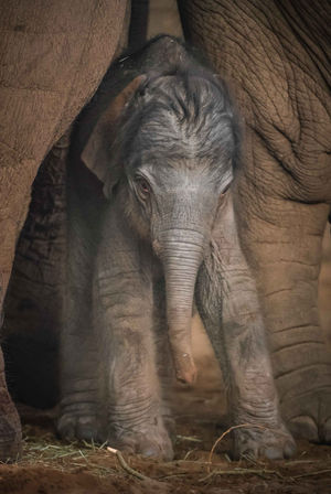 The birth, which was captured on the zoo's CCTV cameras on Wednesday afternoon, followed a 22-month gestation period.