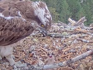 Supporting image for story: Livestream ospreys welcome first chick of the season