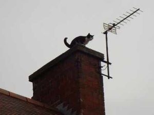 Supporting image for story: Cat on a cold Telford roof