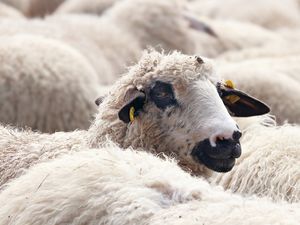 Supporting image for story: Farmers’ union in wool use plea