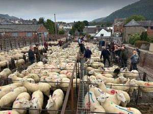 Supporting image for story: McCartneys reports strong demand for ewes