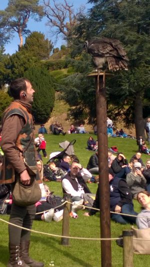 Some of the birds were within touching distance while other swooped right above our heads