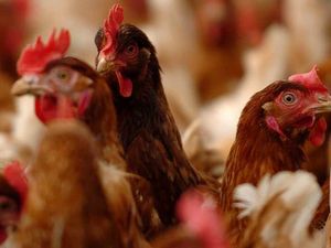 Supporting image for story: Run-off from chicken manure presents 'particular problem' in Shropshire's bathing waterways, Parliament told