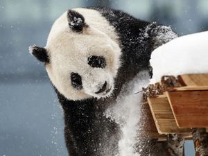 Supporting image for story: Zoo in Finland returning giant pandas to China as they are too expensive to keep