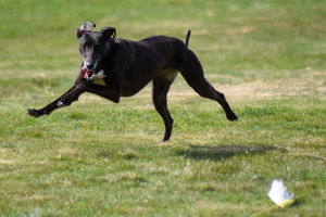 A dog eyes its target in the Little Nippers terrier racing 