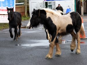Supporting image for story: Bailiffs brought in to tackle stray Wolverhampton horses