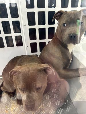 The two dogs who were rescued from a bush on the Penn Road