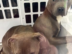 Supporting image for story: Bull terriers found abandoned in bush in Wolverhampton are rescued by police, fire crew and public