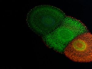 Supporting image for story: How genetically-engineered bacteria could one day be used to ‘grow’ biodegradable paints