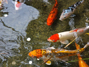 Supporting image for story: Shropshire homeowner devastated after fish poisoned in pond