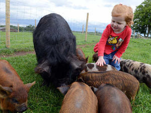 Supporting image for story: Adorable litter of Kune Kune piglets at Scotty's Donkeys Farm