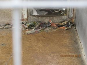 Supporting image for story: Owners of 'filthy' kennels are fined £5,000