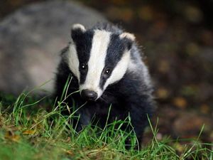 Supporting image for story: Badgers 'could be wiped out' warns conservationist ahead of cull