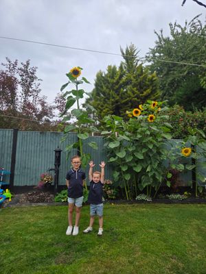 Garden Goals! Sunflowers grown with love by brothers.