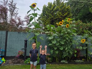 Supporting image for story: Telford brothers reach new heights with 12ft sunflower