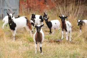 Curious Bagot goats