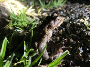 One of the toads helped across the road this week