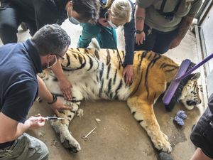 Supporting image for story: Vets sedate 17-stone tiger for delicate operation to remove ingrown toenail